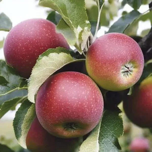 zemlyanichnoe-5-219129