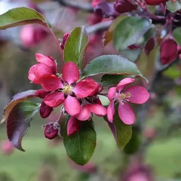 zemlyanichnoe-6-219129