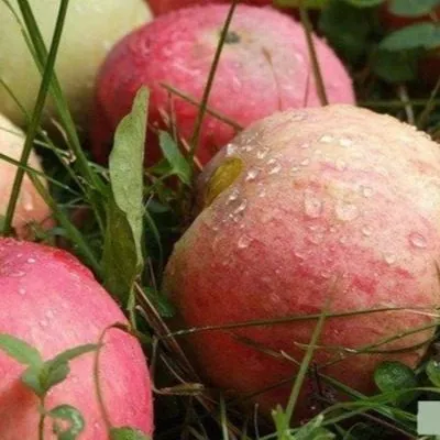 zemlyanichnoe-7-219129