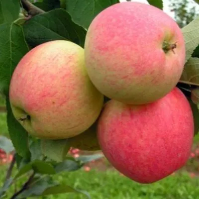 zemlyanichnoe-8-219129