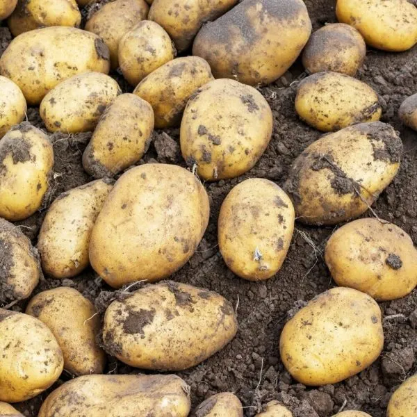 zhivitsa-main-212059