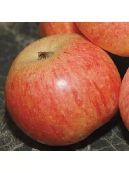 zimniy-shafran-1-214455