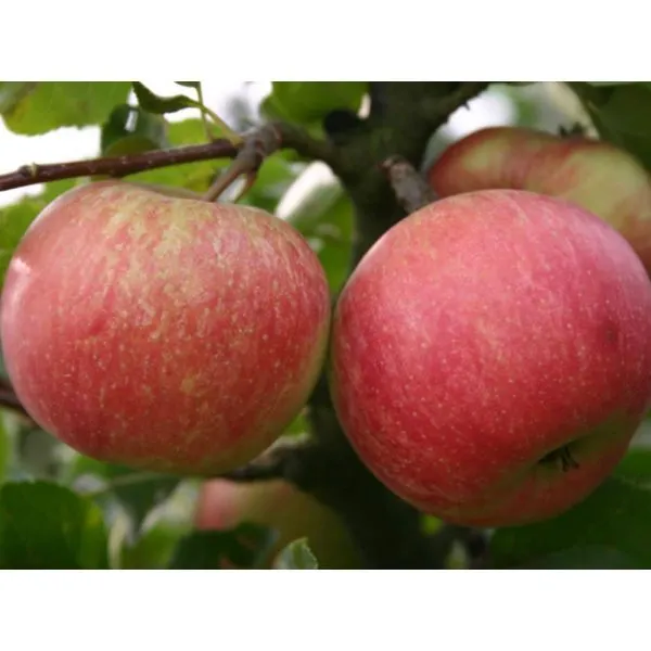 zimniy-shafran-2-214455