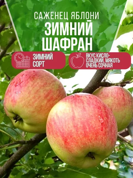 zimniy-shafran-3-214455