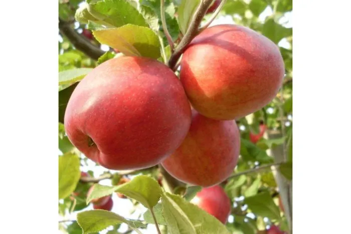 zimniy-shafran-5-214455