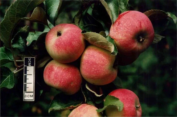 zimniy-shafran-6-214455