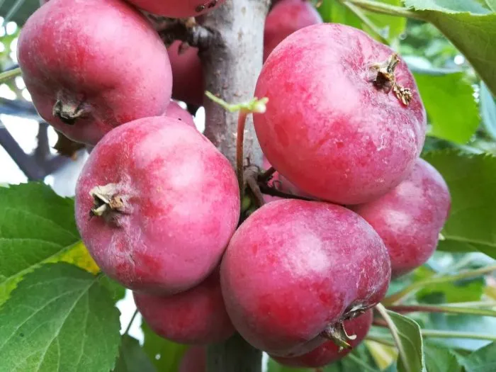 zimniy-shafran-7-214455