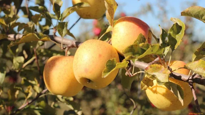 zolotaya-osen-1-220652