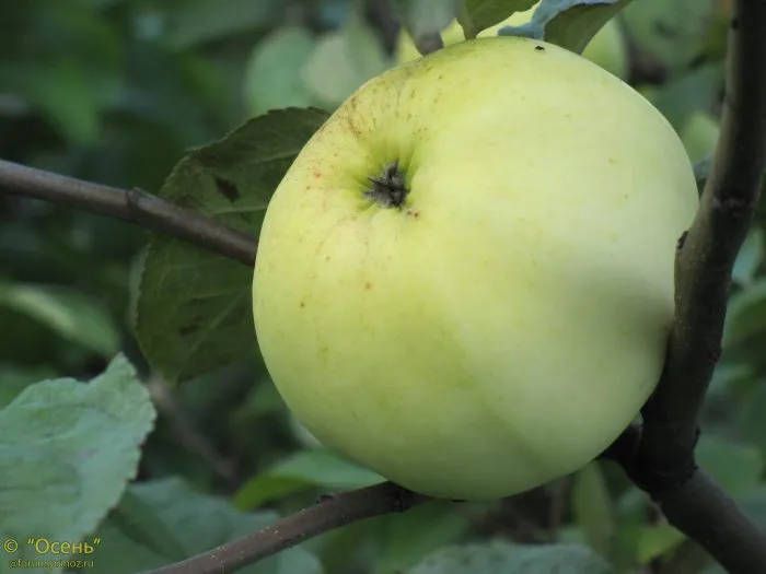 zolotaya-osen-2-220652