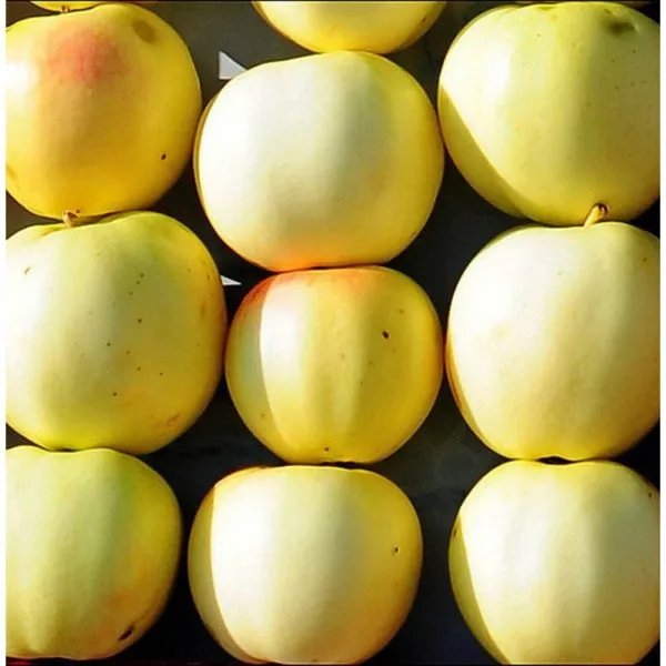 zolotaya-osen-4-220652