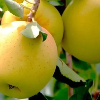 zolotaya-osen-6-220652