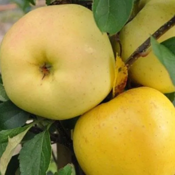 zolotoe-letnee-2-214531