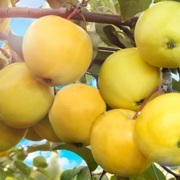 zolotoe-letnee-3-214531