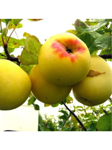 zolotoe-letnee-4-214531