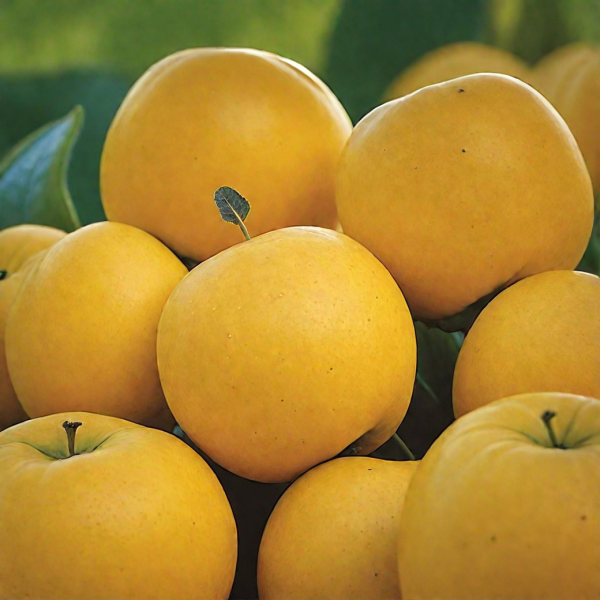 zolotoe-letnee-5-214531