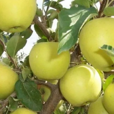 zolotoe-letnee-8-214531