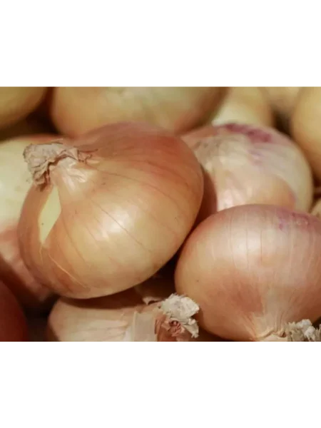 zolotoy-lapot-main-223461