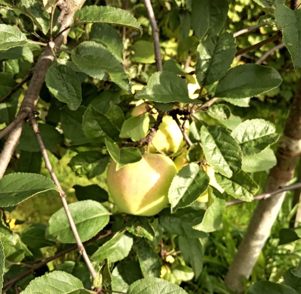 zolotoy-ranet-1-217580