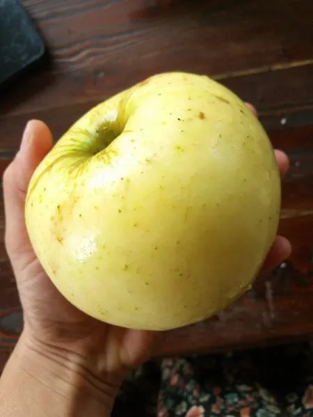 zolotoy-ranet-2-217580