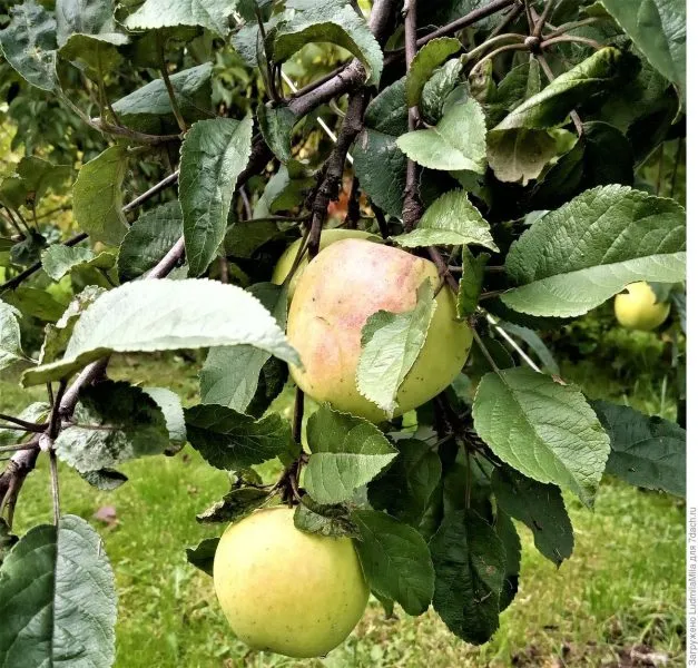 zolotoy-ranet-3-217580