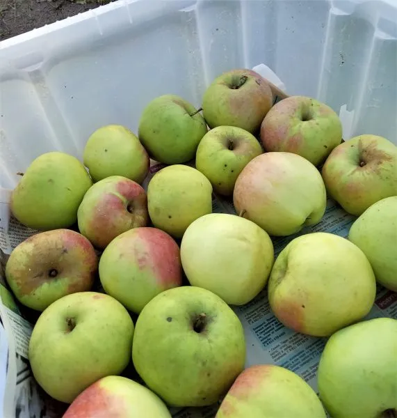 zolotoy-ranet-4-217580