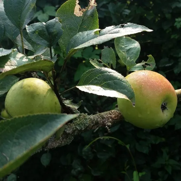 zolotoy-ranet-5-217580