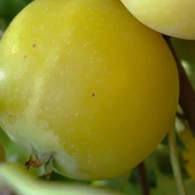 zolotoy-ranet-7-217580