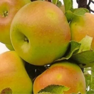 zolotoy-ranet-8-217580