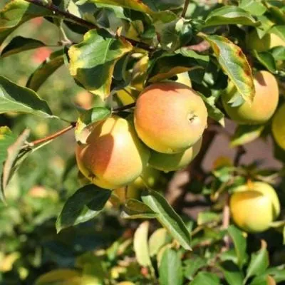 zolotoy-ranet-main-217580