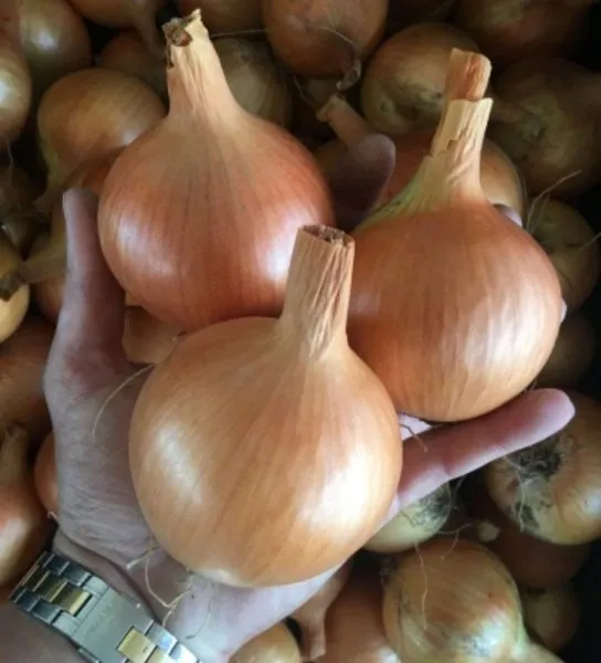 zolotye-kupola-4-221541