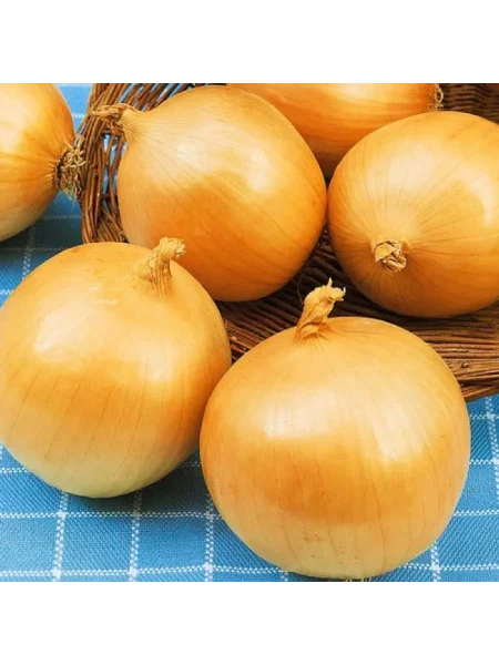 zolotye-kupola-5-221541