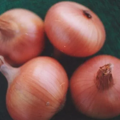 zolotye-kupola-6-221541