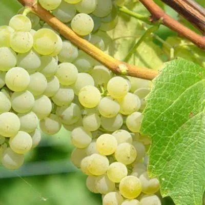 adalmina-main-230736