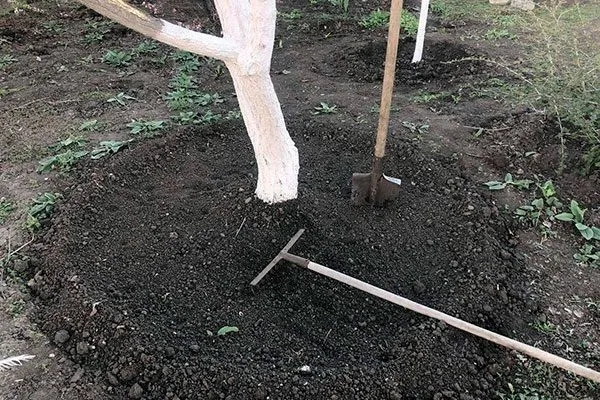 Весеннее опрыскивание по зелёному конусу: сроки, препараты и правила обработки