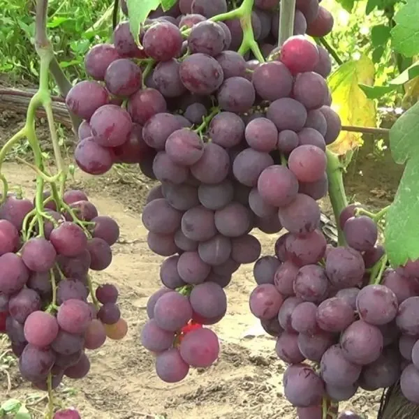 ali-baba-main-236028