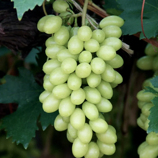 altayskiy-belyy-4-236456