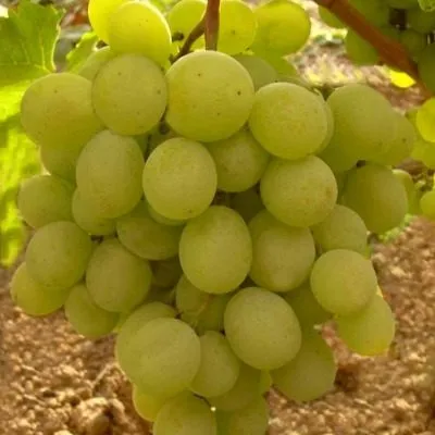 altayskiy-belyy-6-236456