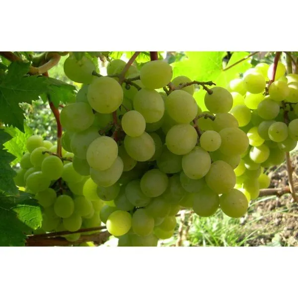 altayskiy-belyy-main-236456