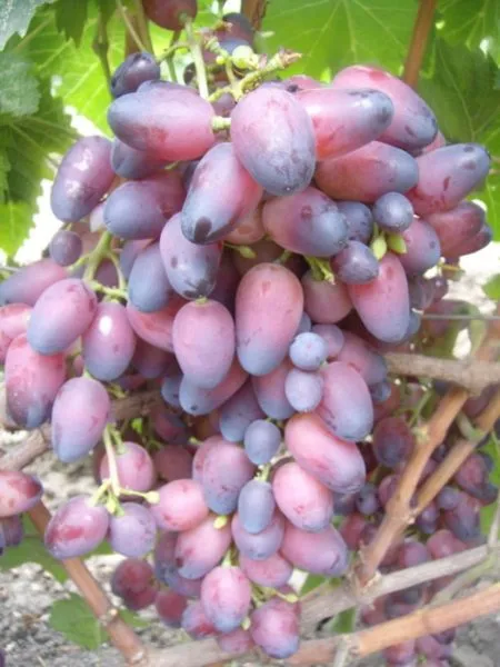 ametist-novocherkasskiy-2-238808