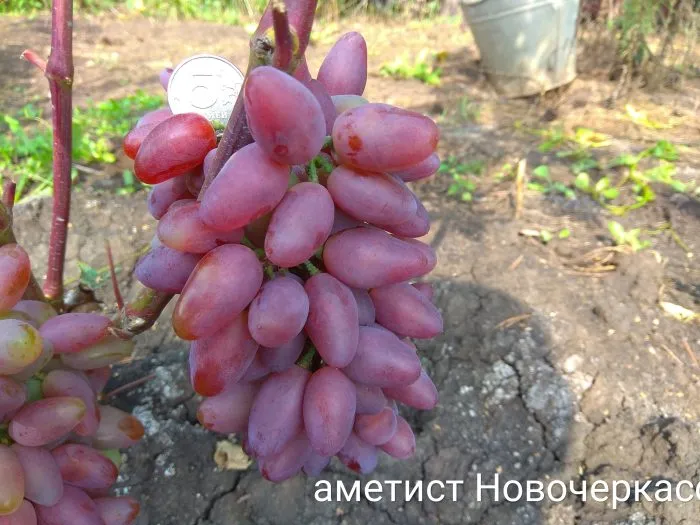 ametist-novocherkasskiy-3-238808