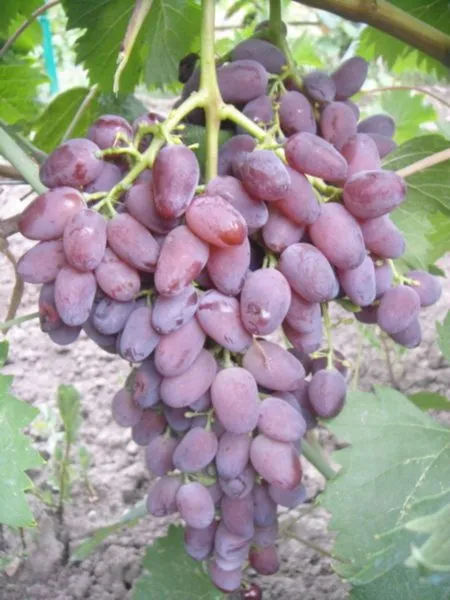 ametist-novocherkasskiy-4-238808