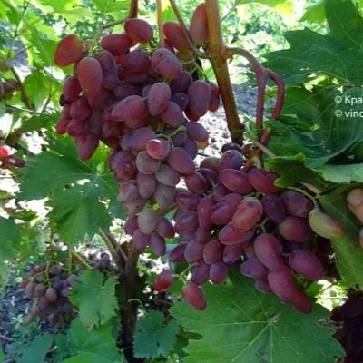 ametist-novocherkasskiy-6-238808