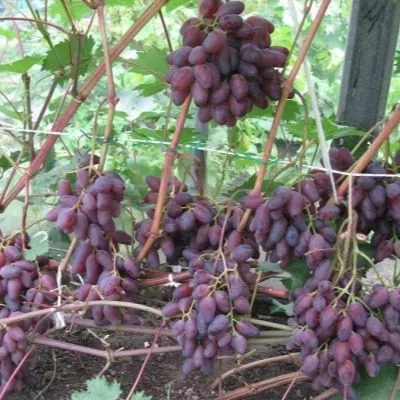 ametist-novocherkasskiy-8-238808