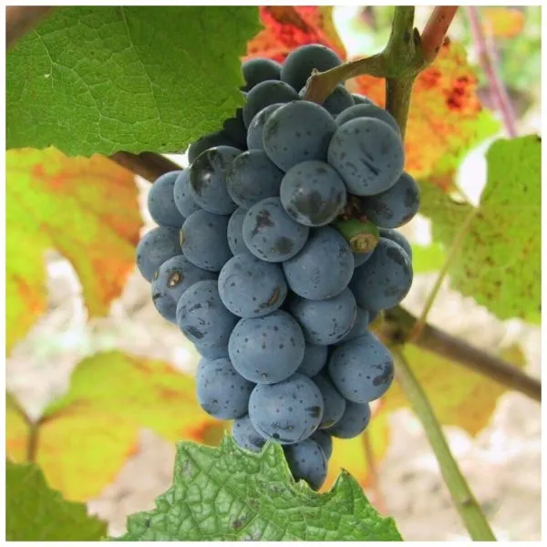 amurskiy-chernyy-1-230621