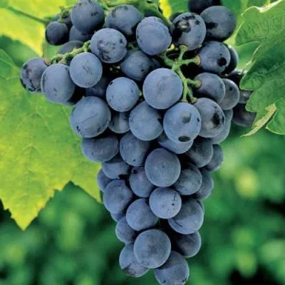 amurskiy-chernyy-2-230621