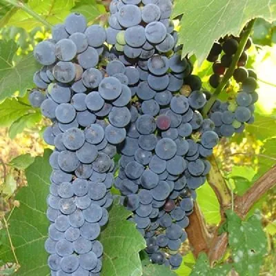 amurskiy-chernyy-3-230621