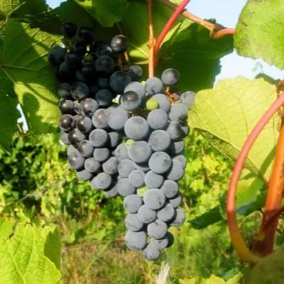 amurskiy-chernyy-5-230621