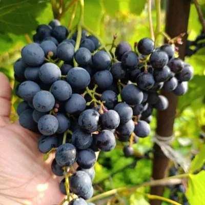 amurskiy-chernyy-6-230621