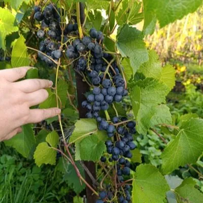 amurskiy-chernyy-8-230621