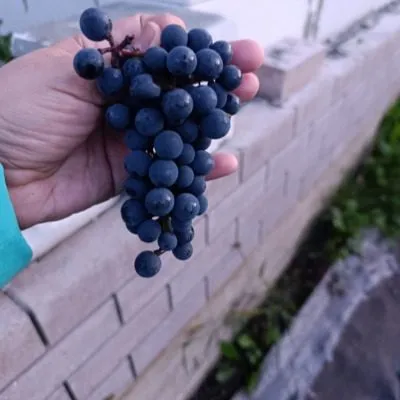 amurskiy-chernyy-9-230621